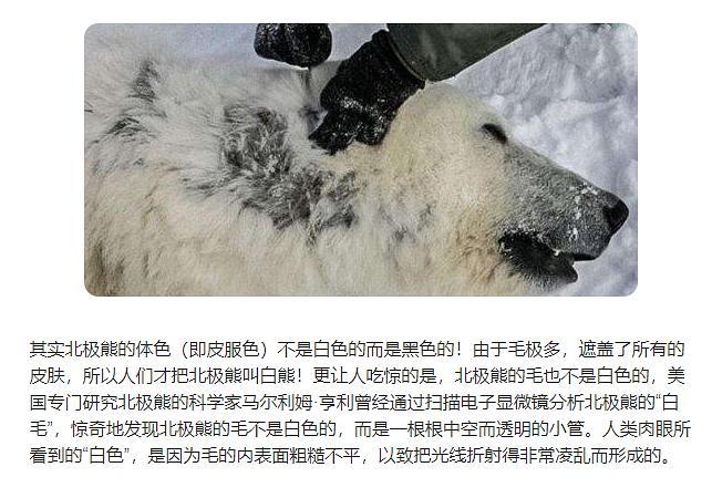 北极熊的皮肤是什么颜色