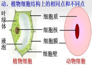 结构是什么