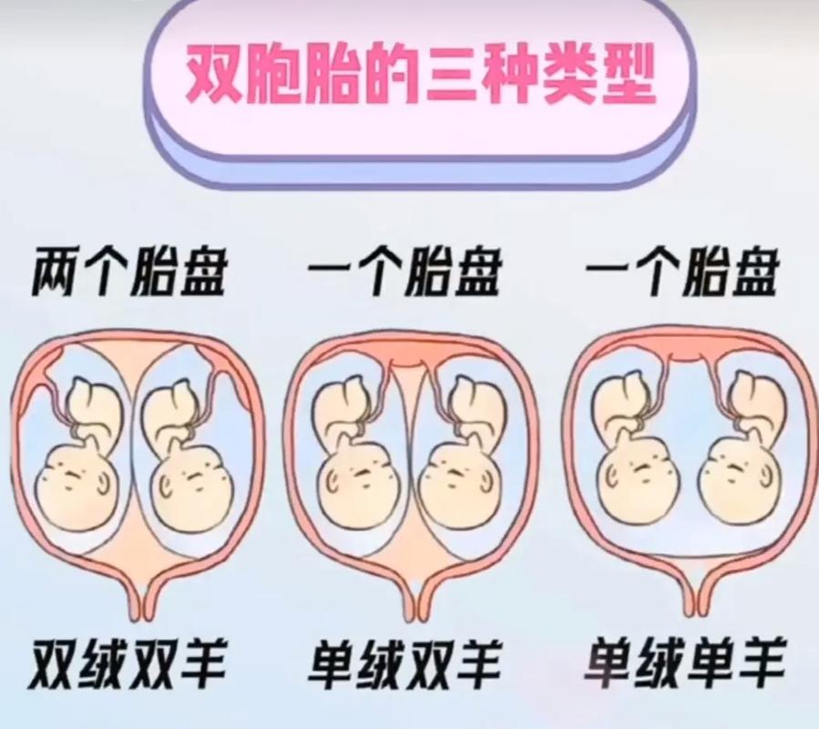 双是什么意思