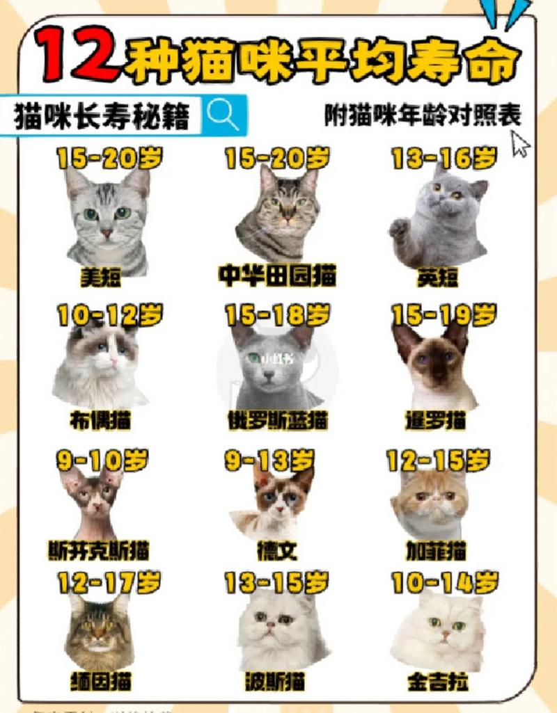 猫咪的寿命是多少年