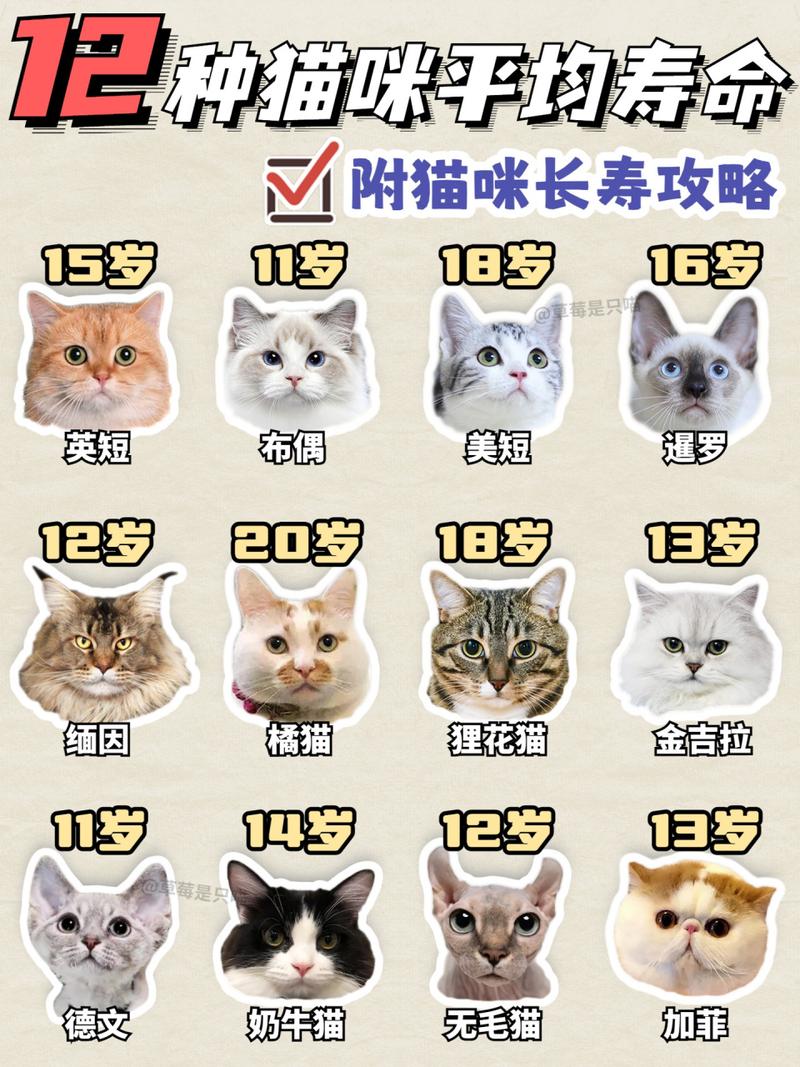 猫咪的寿命是多少年