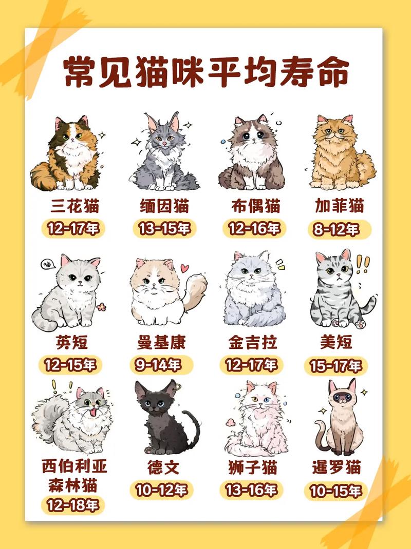 猫咪的寿命是多少年