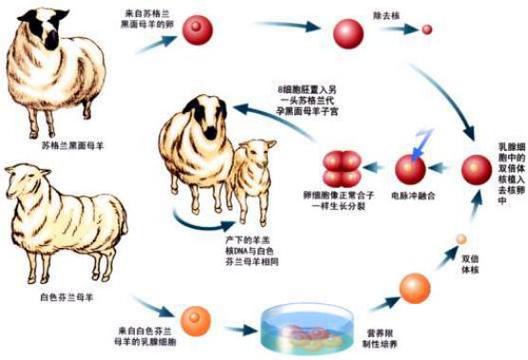 克隆是什么意思