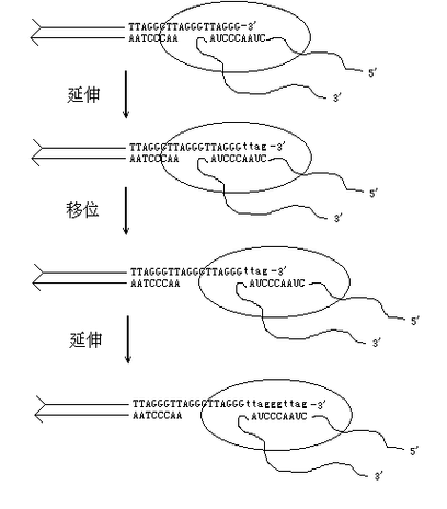 端粒是什么