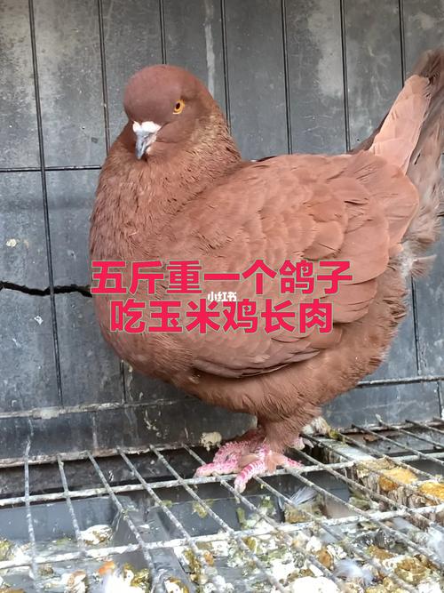 鸽子为什么这么大