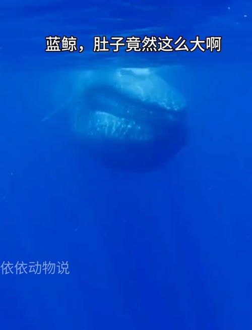 蓝鲸多少吨