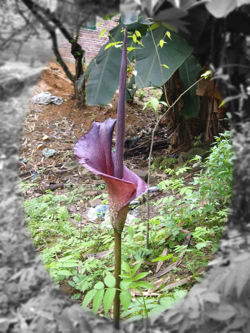 魔芋是什么植物