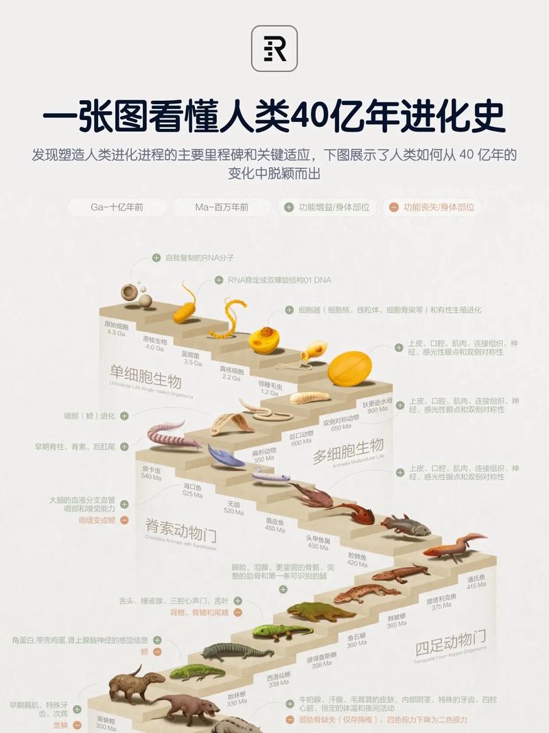 人类进化了多少年