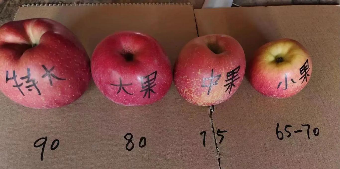 苹果多少克