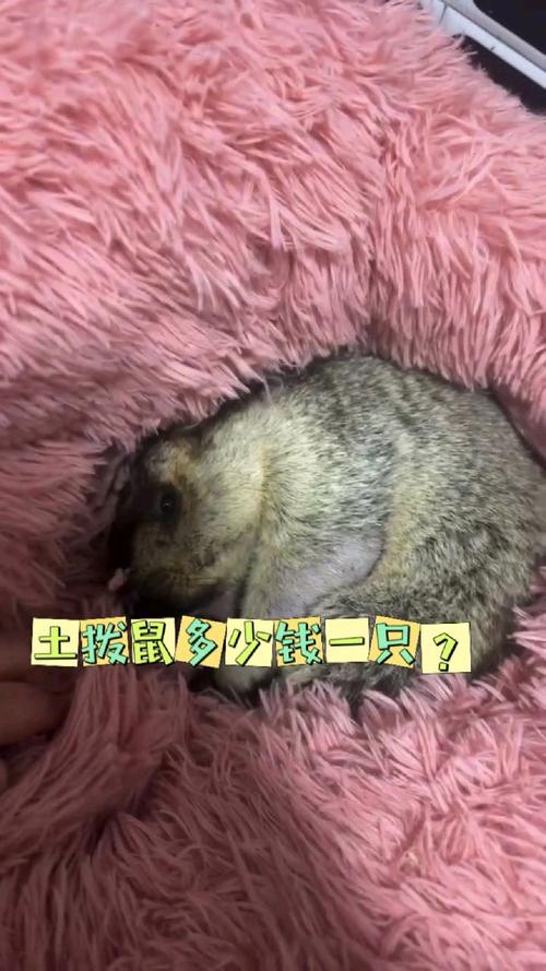 土拨鼠多少钱