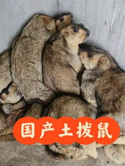 土拨鼠多少钱