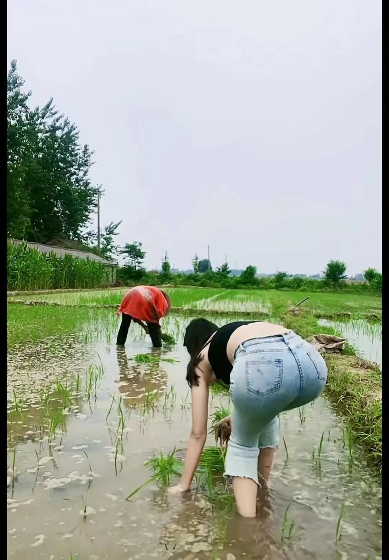 插秧短视频怎么制作