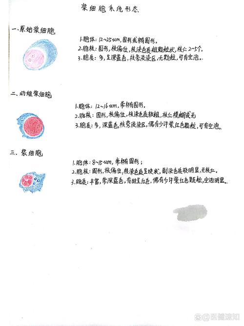 怎么用ai画骨髓模型