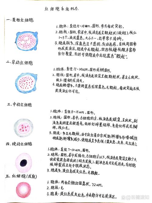 怎么用ai画骨髓模型