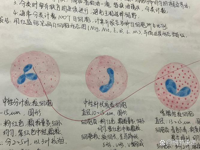 怎么用ai画骨髓模型