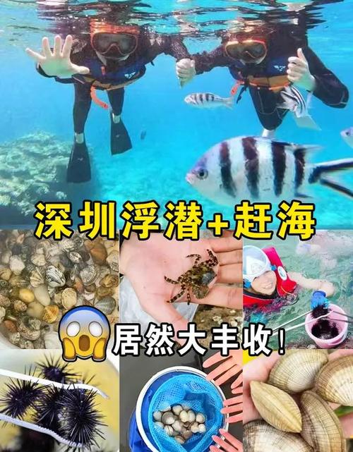 深圳一海滩现“作弊式”赶海