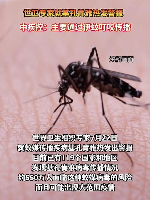 专家:全球已近30万人感染基孔肯雅热