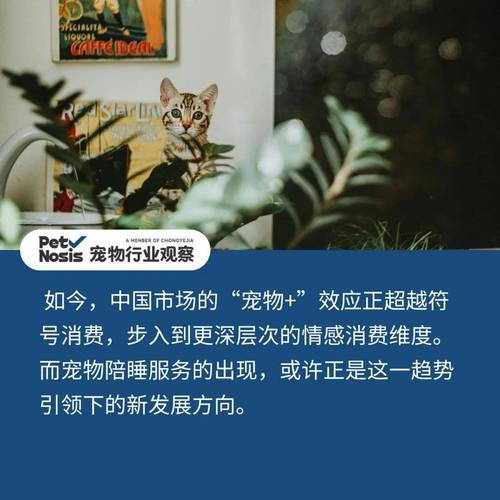 酒店推出宠物陪睡 狗狗日薪100元