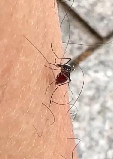 什么是华丽巨蚊