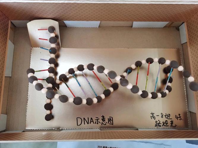 怎么用ai做dna模型