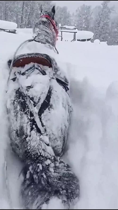 新疆阿勒泰7月底下大雪？当地回应
