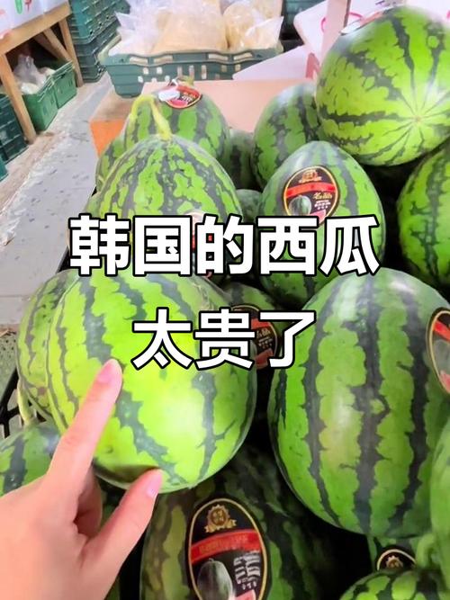 韩国农产品价格上涨 1个西瓜173元