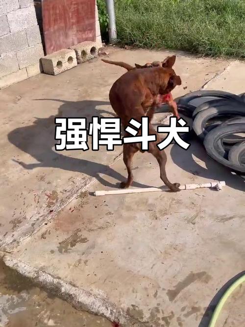 两岁半小狗棍法“出神入化”