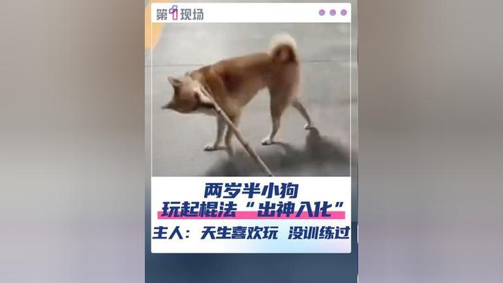 两岁半小狗棍法“出神入化”