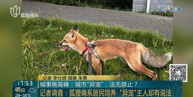上海一小区有人遛北美赤狐