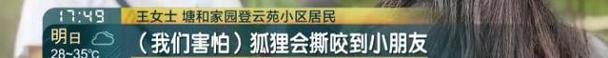 上海一小区有人遛北美赤狐