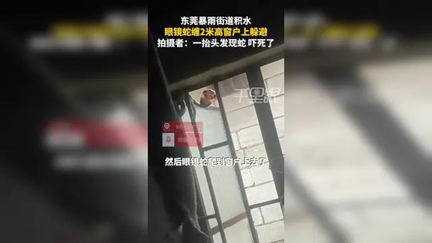 暴雨致街道被淹 眼镜蛇缠在窗户上