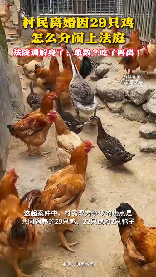 村民离婚因29只鸡怎么分闹上法庭