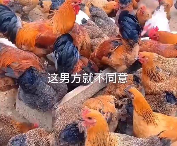 村民离婚因29只鸡怎么分闹上法庭