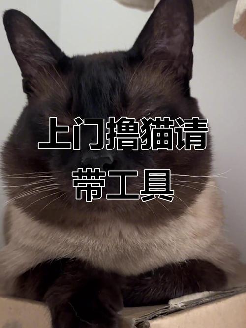 大学志愿 我填了“专业撸猫”