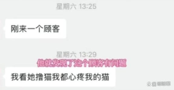 女子去猫咖包房虐猫致4只猫死伤