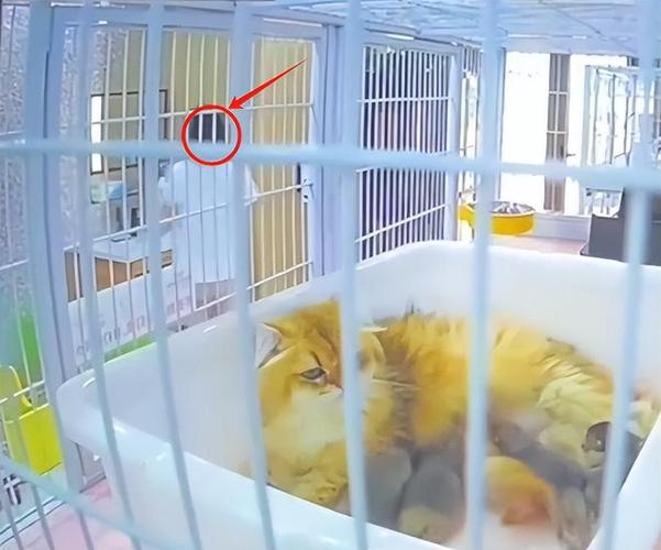女子去猫咖包房虐猫致4只猫死伤