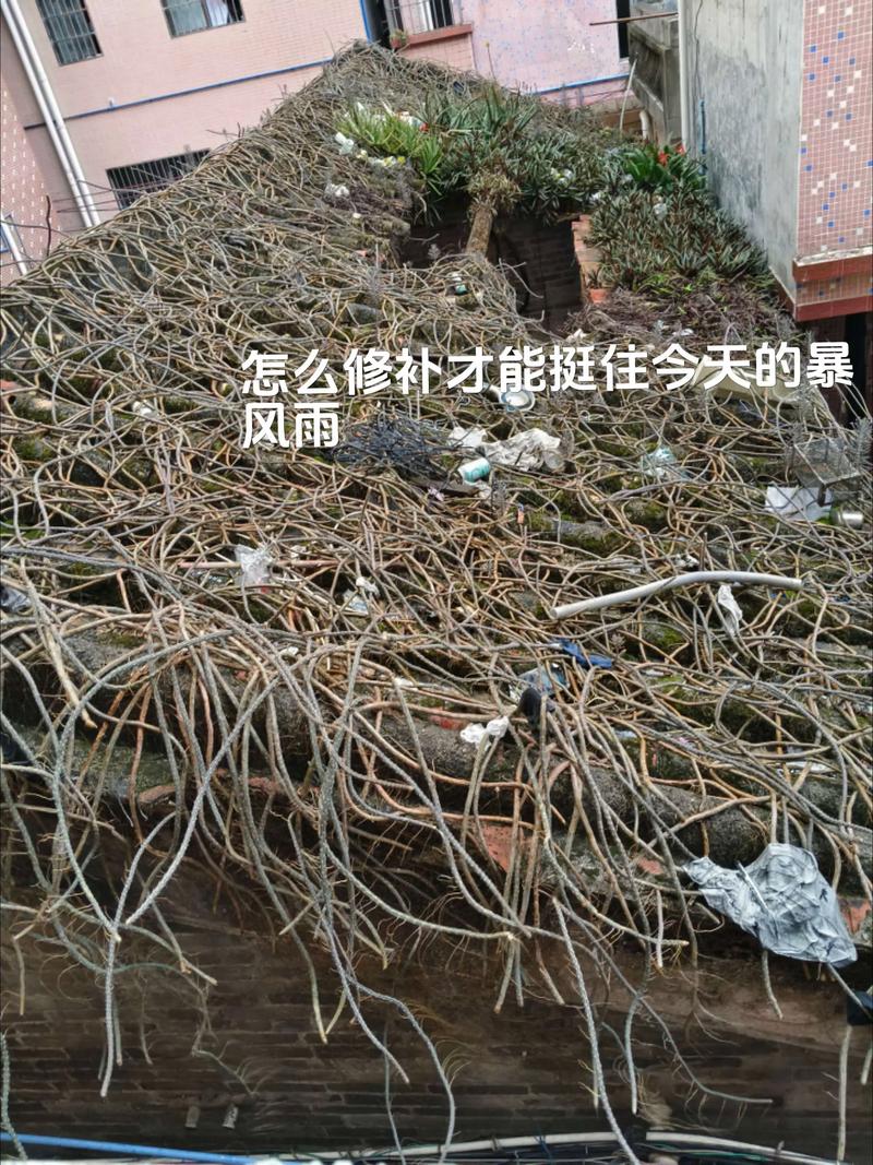 广东连日暴雨 蟑螂集体“搬家”