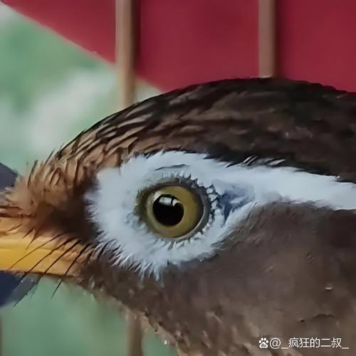 宁波一市民家中养画眉鸟被立案调查