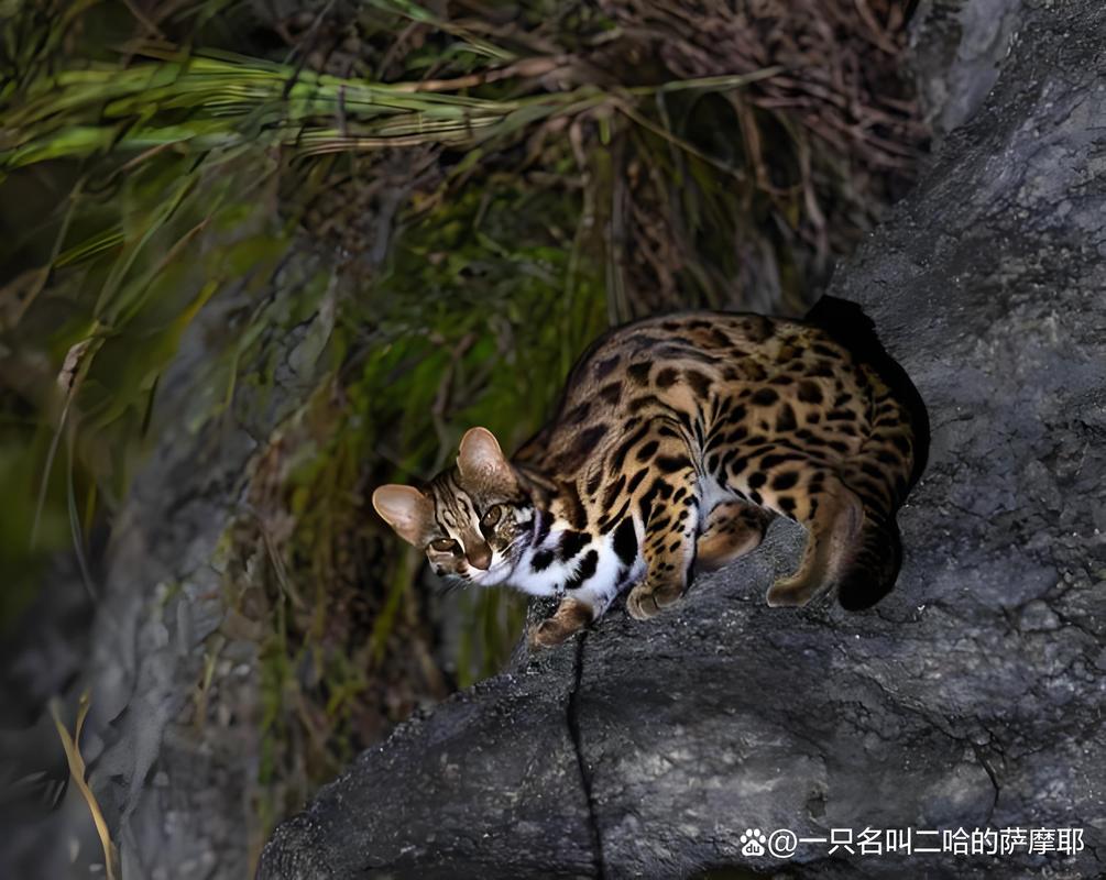 狗狗叼回了一只豹猫幼崽