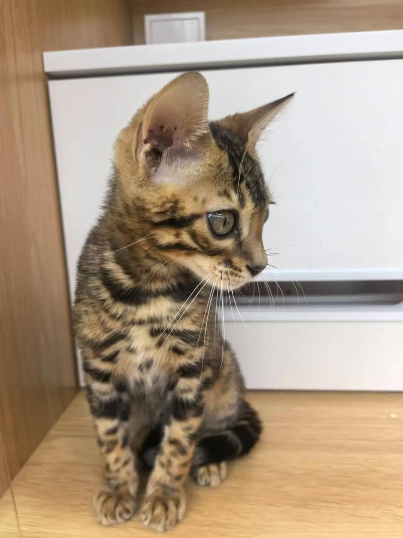 狗狗叼回了一只豹猫幼崽