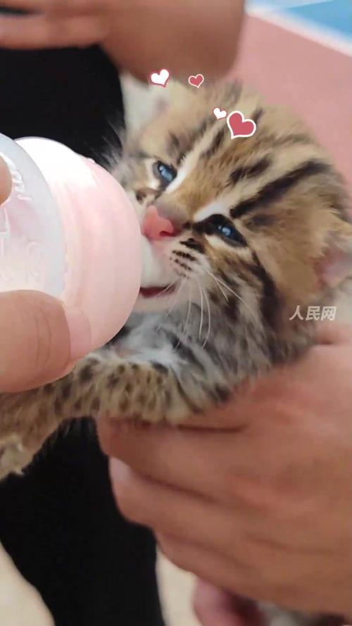 狗狗叼回了一只豹猫幼崽