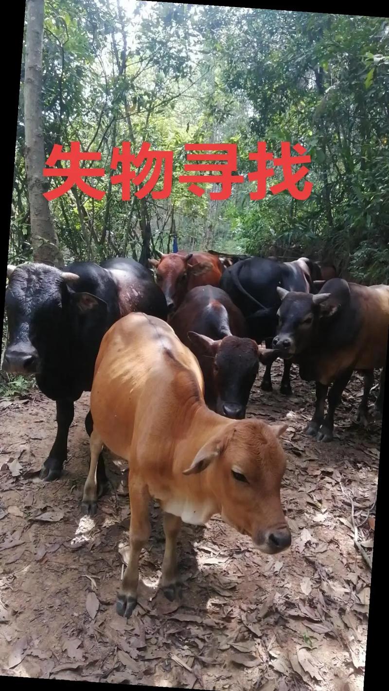 80多头牛失踪20多头俩月后寻见