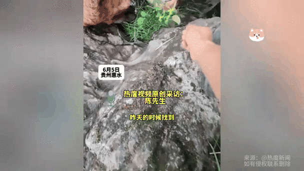 80多头牛失踪20多头俩月后寻见