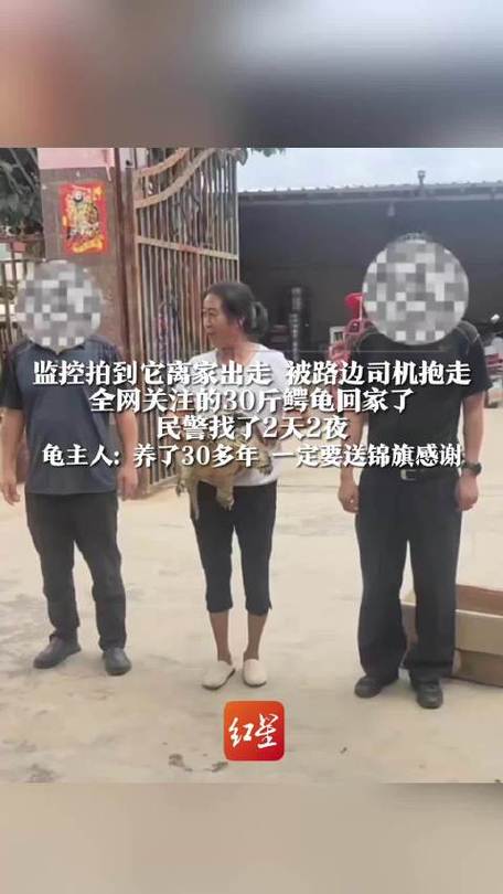出逃被人抱走的宠物龟找到了