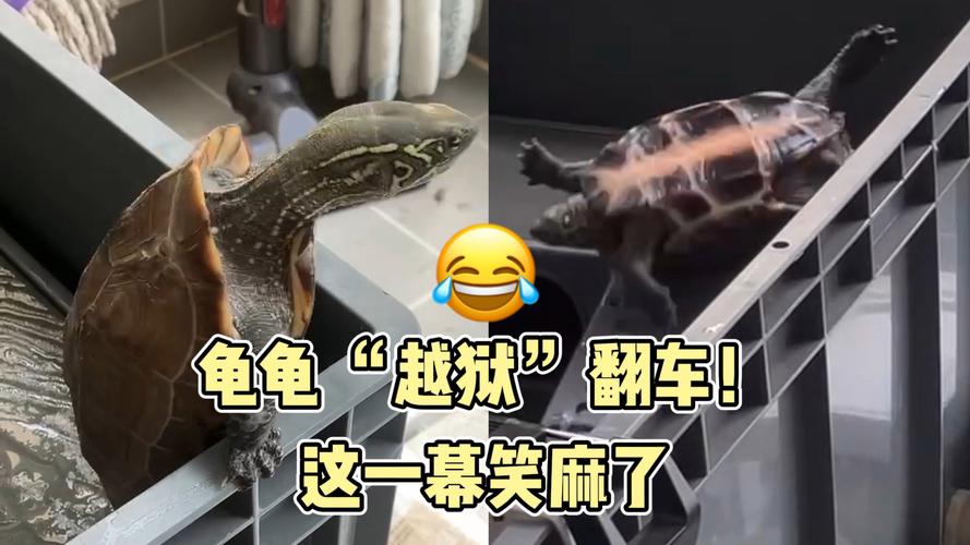 出逃被人抱走的宠物龟找到了