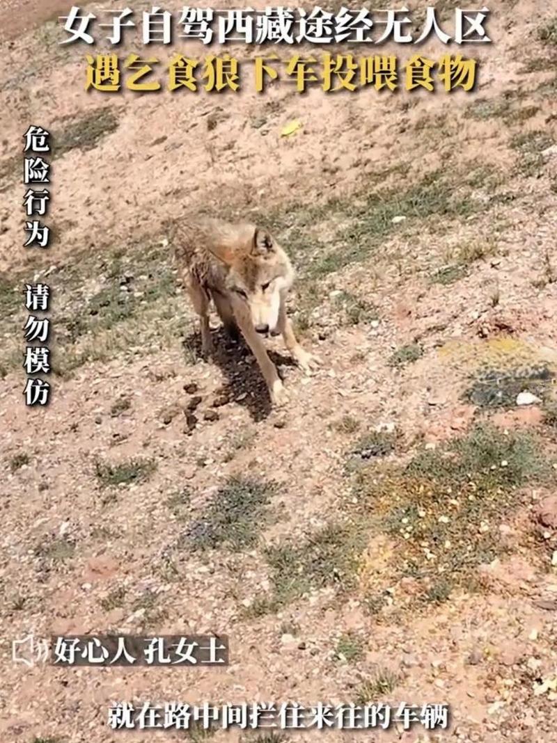 男子无人区投喂狼反遭“背刺”