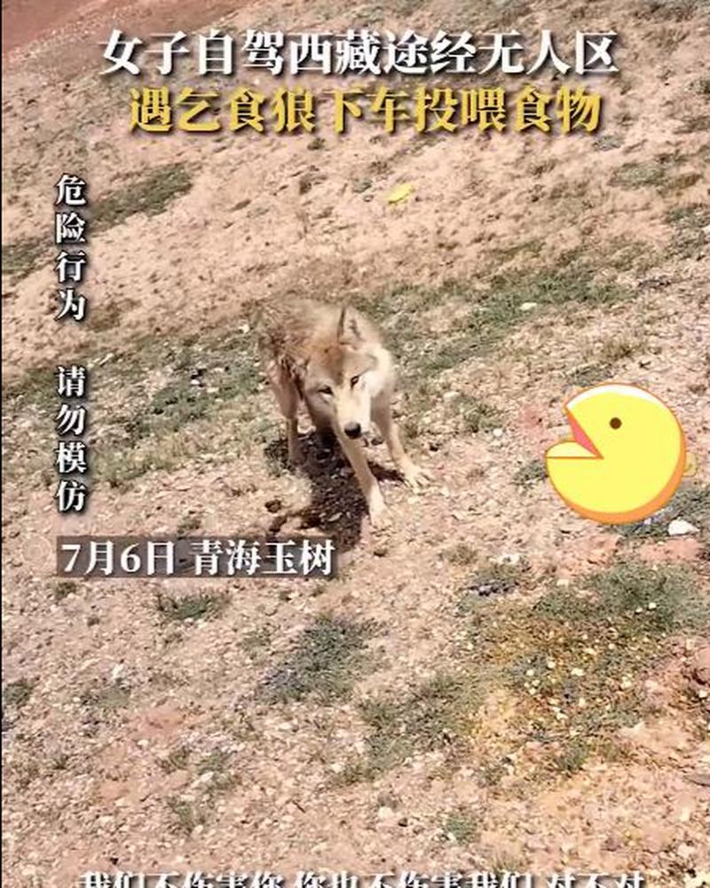 男子无人区投喂狼反遭“背刺”