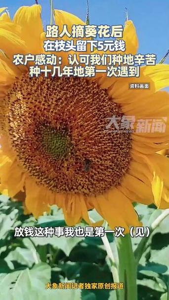 路人摘葵花后在枝头留钱 农户感动