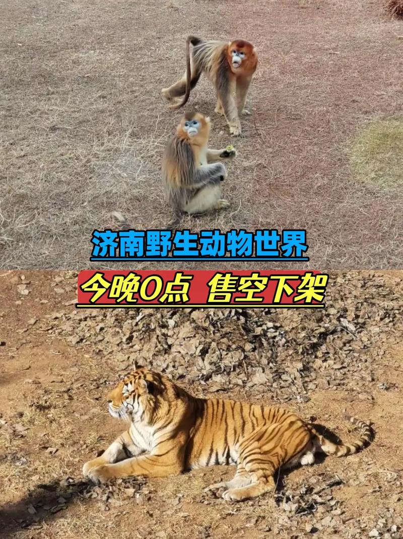 山东一动物园老虎翻围栏打“同事”
