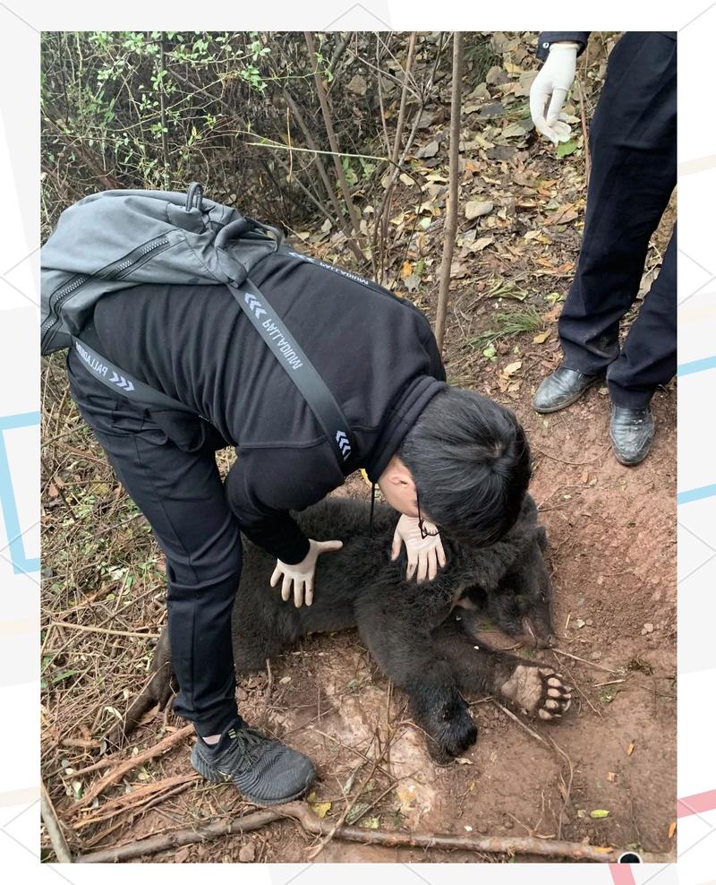西藏林芝一村民被黑熊袭击 当地回应